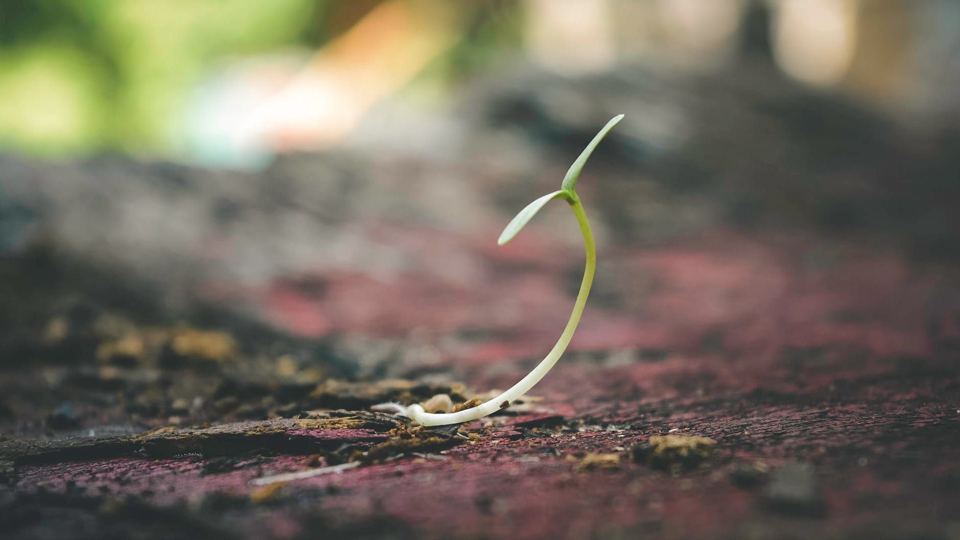 shallow focus of sprout