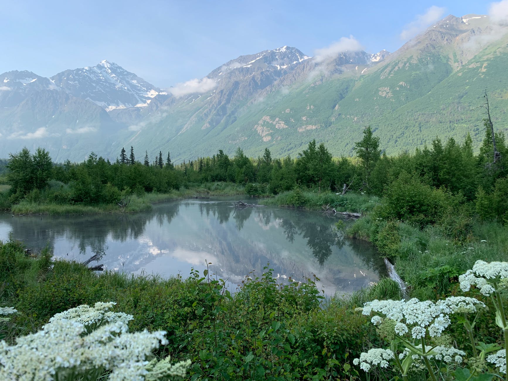 green trees near lake