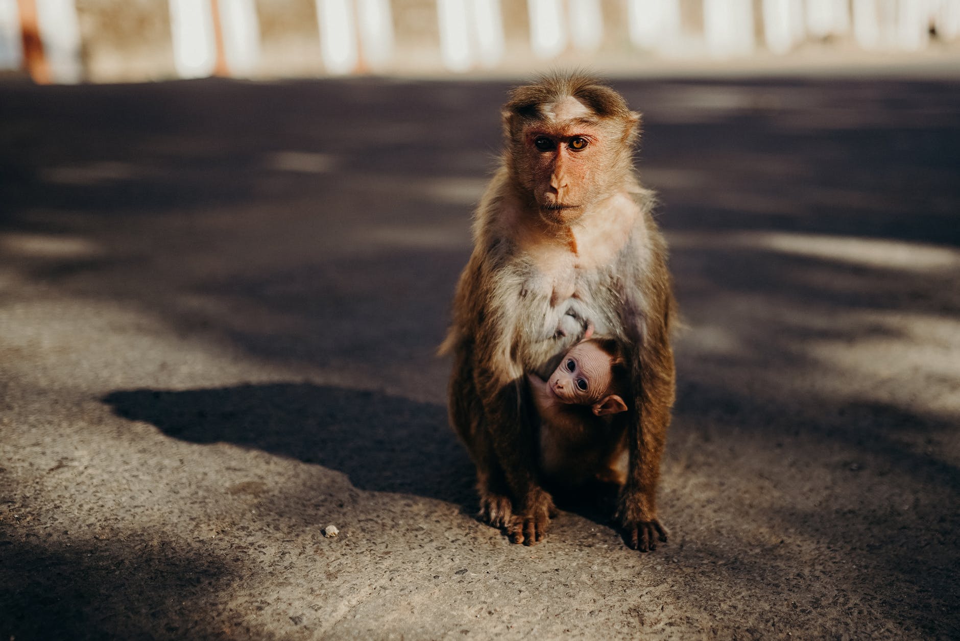 brown monkeys on gray concrete floor