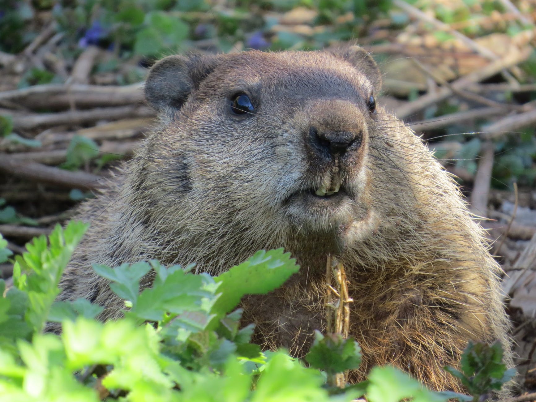 brown rodent on green grass