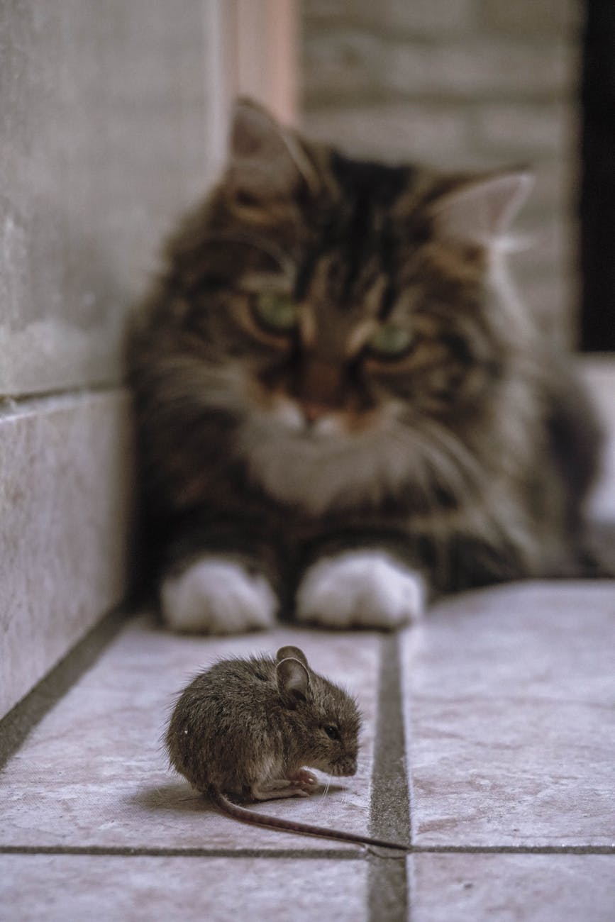shallow focus photo of a rat stared down by a cat