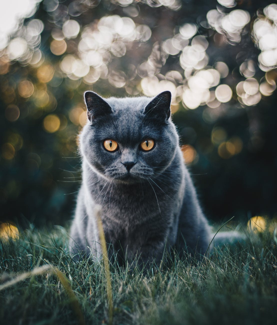 selective focus photo of grey cat