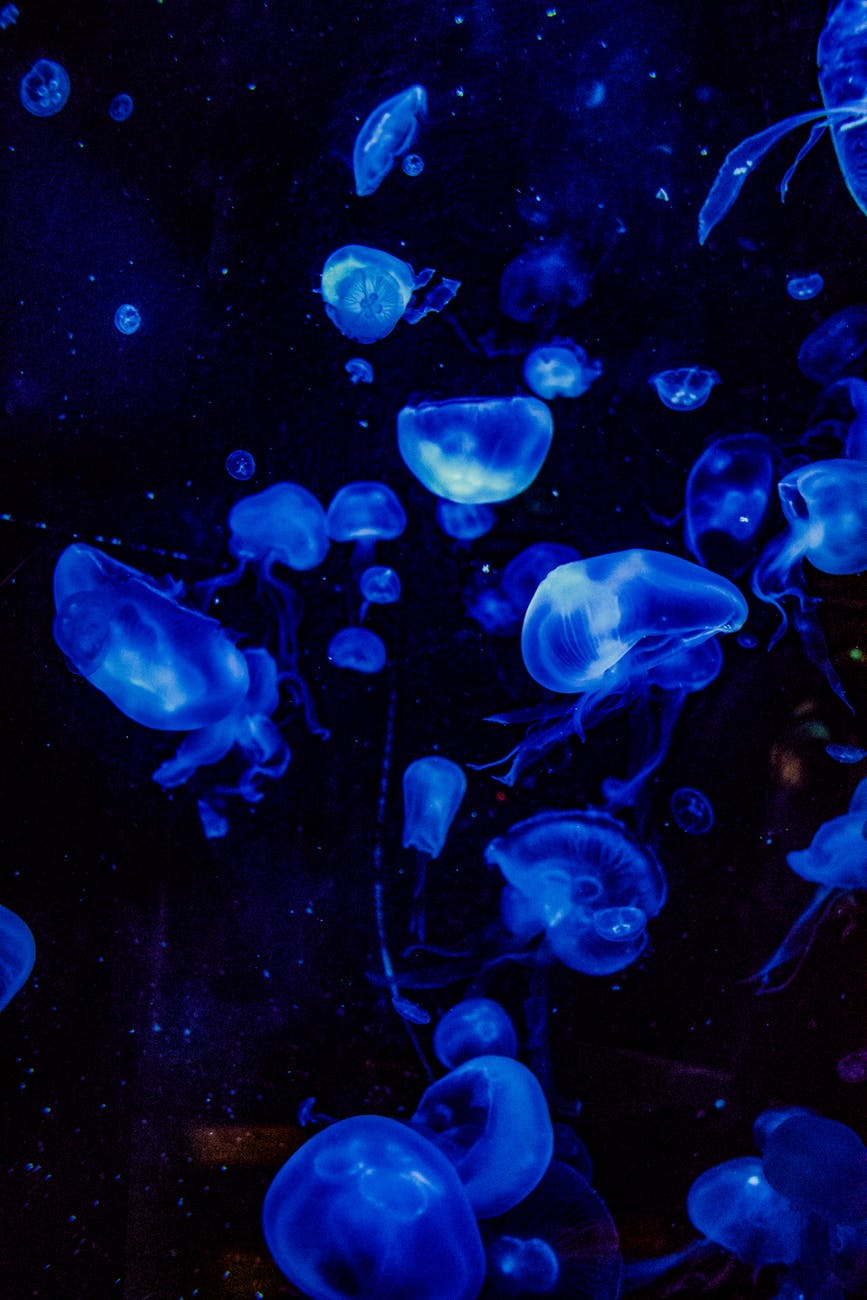 blue jellyfish in water