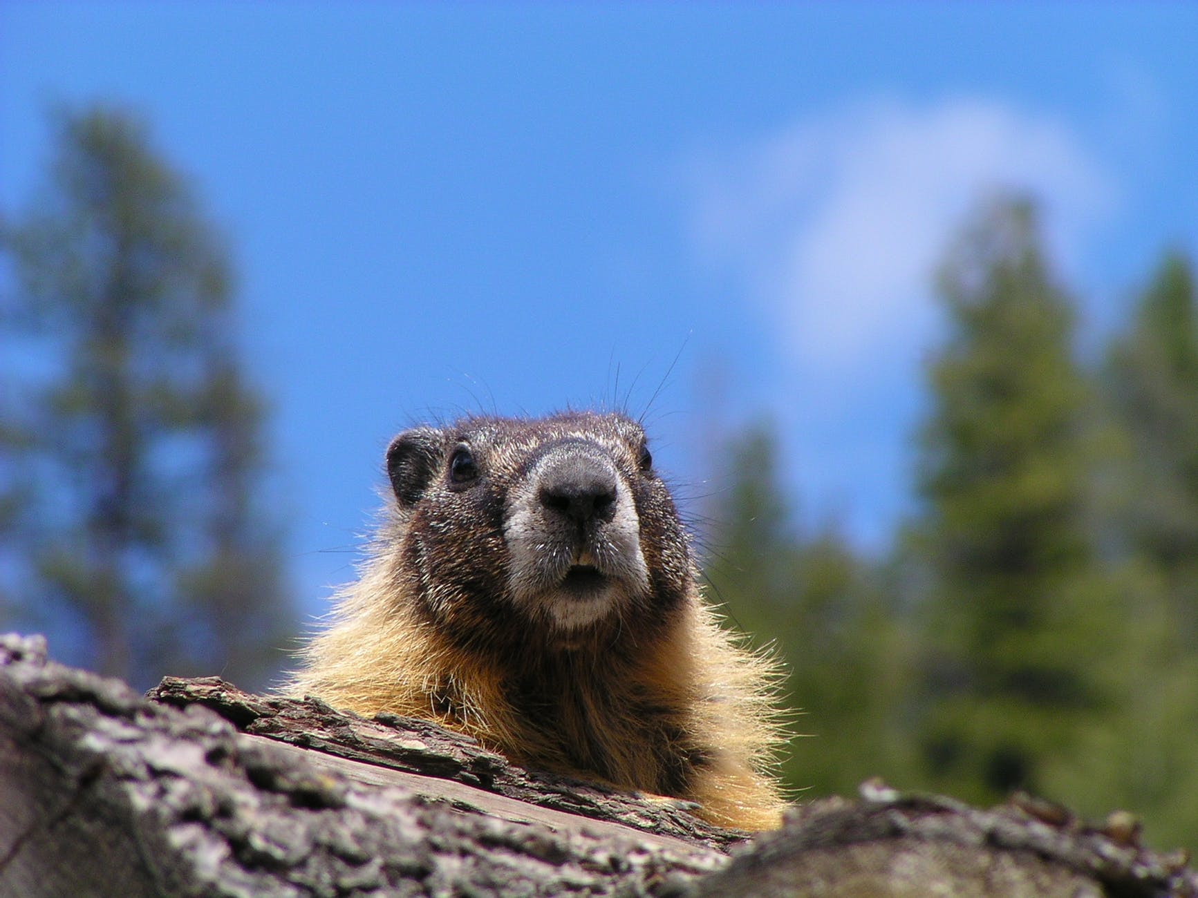 brown and black rodent on gray rock under blue sky