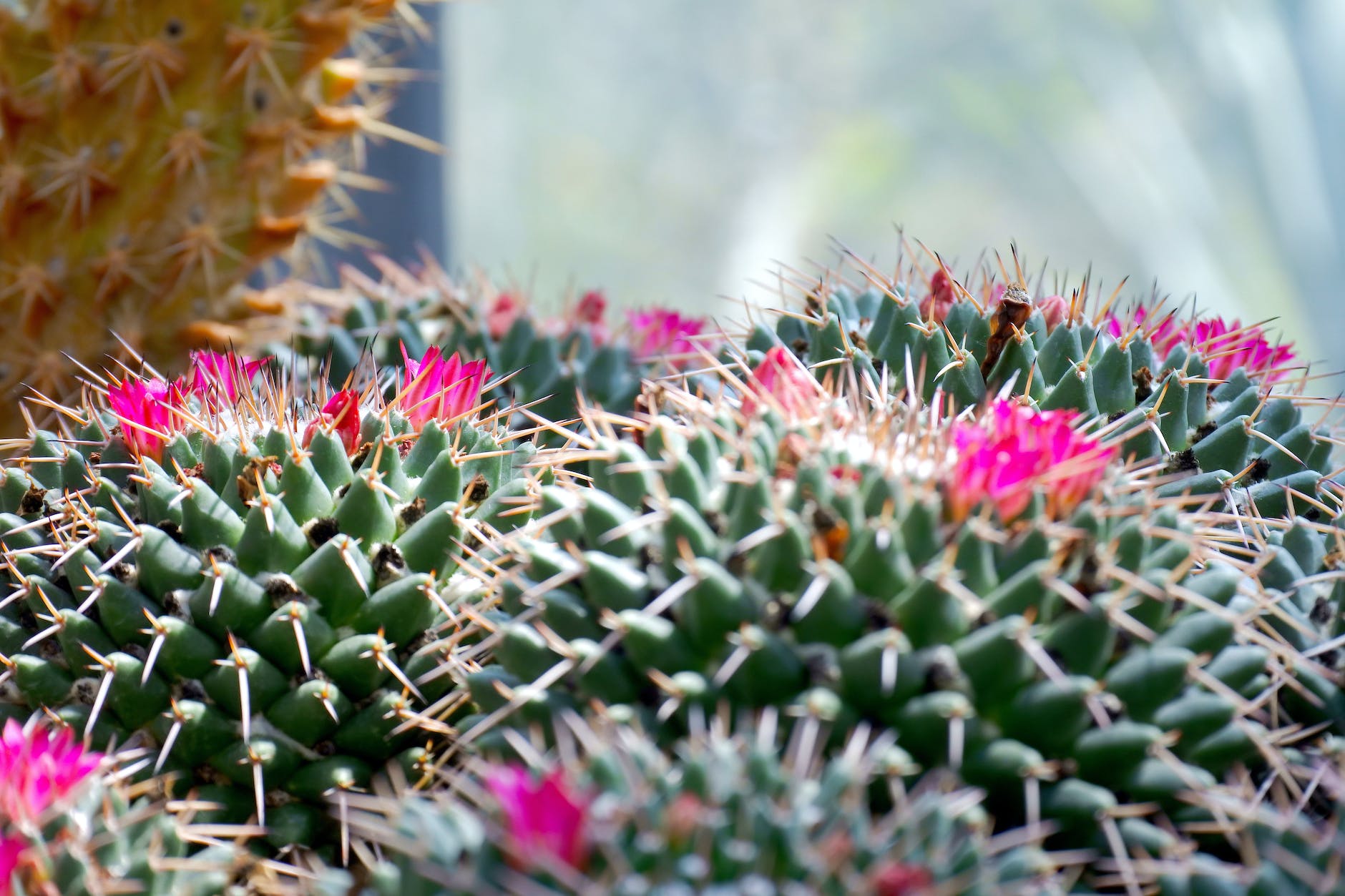 shallow focus photography of cactus