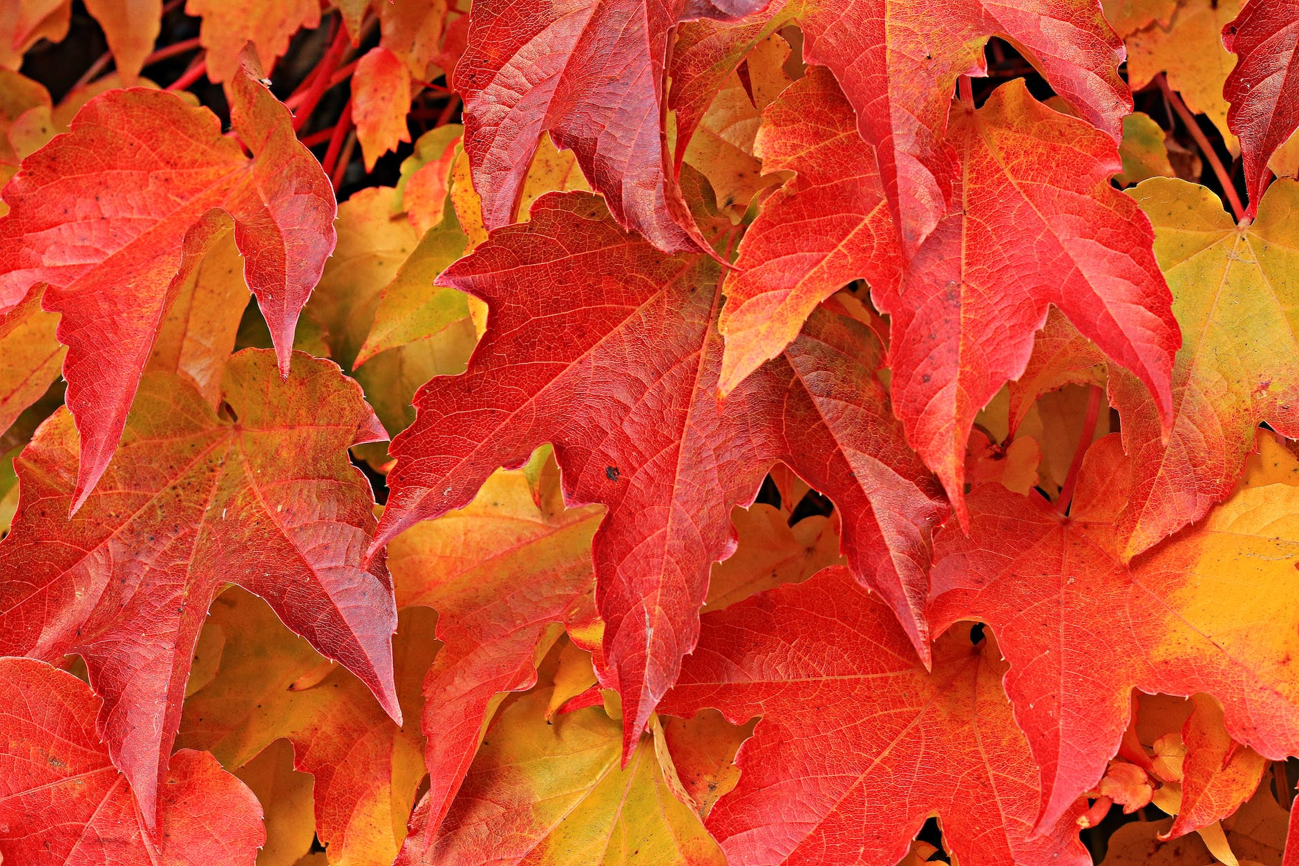 red and brown leaves