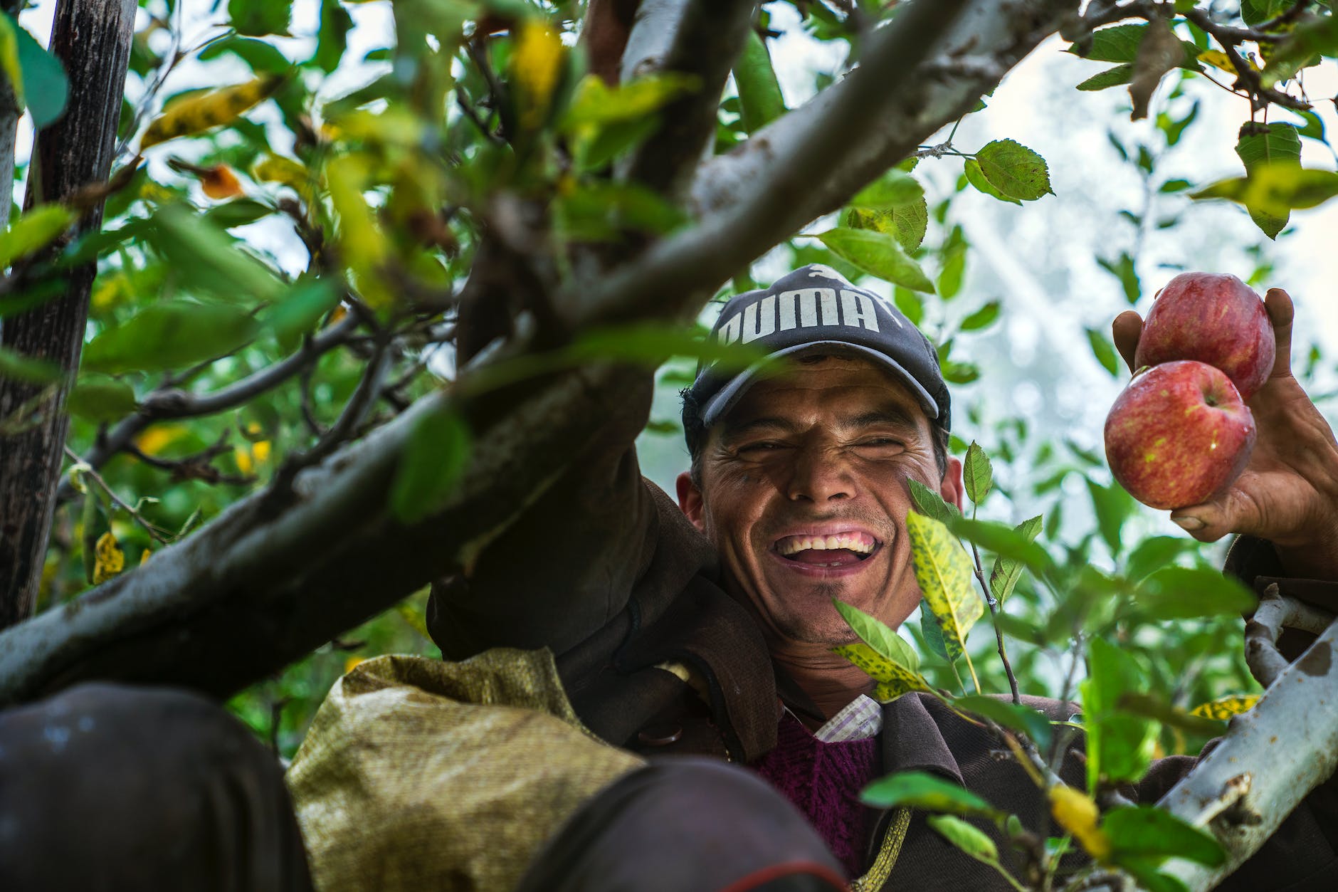 man on a tree holding apples