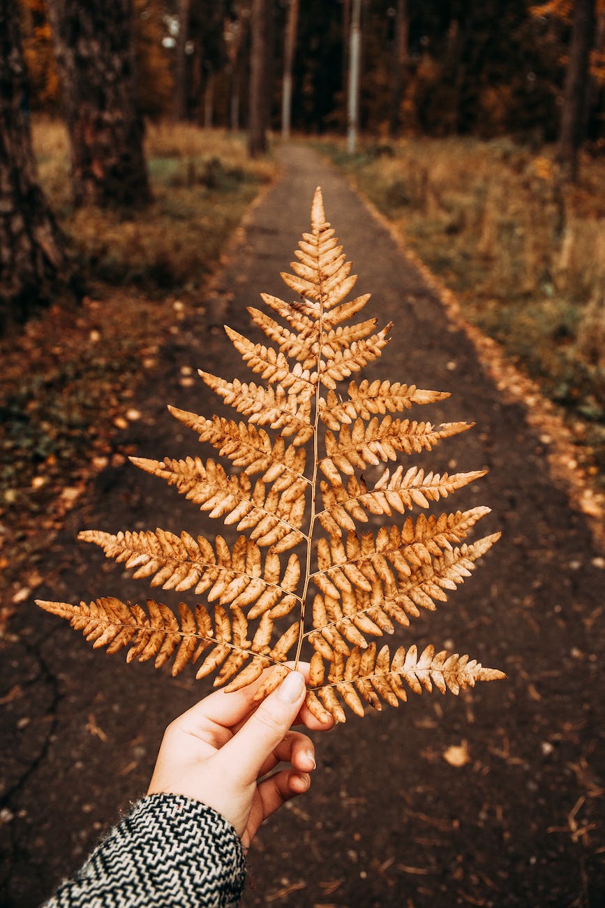 photography of person holding dry fern leaves